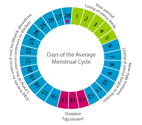 Cikli menstrual, kur mund të ngelni shtatzënë